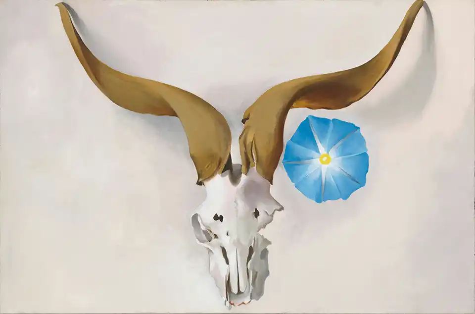 Ram Head, Blue Morning Glory